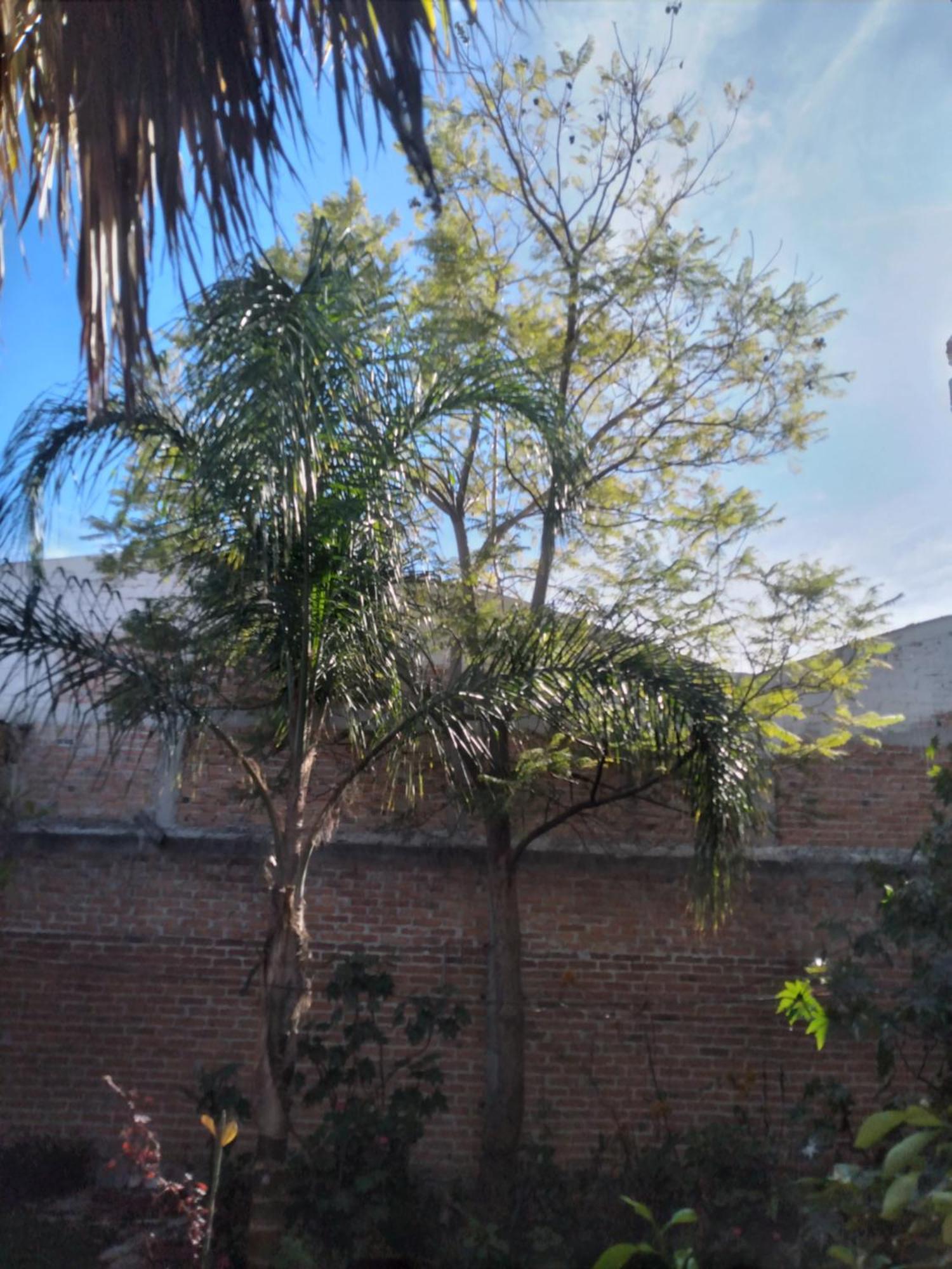 Hortencia *