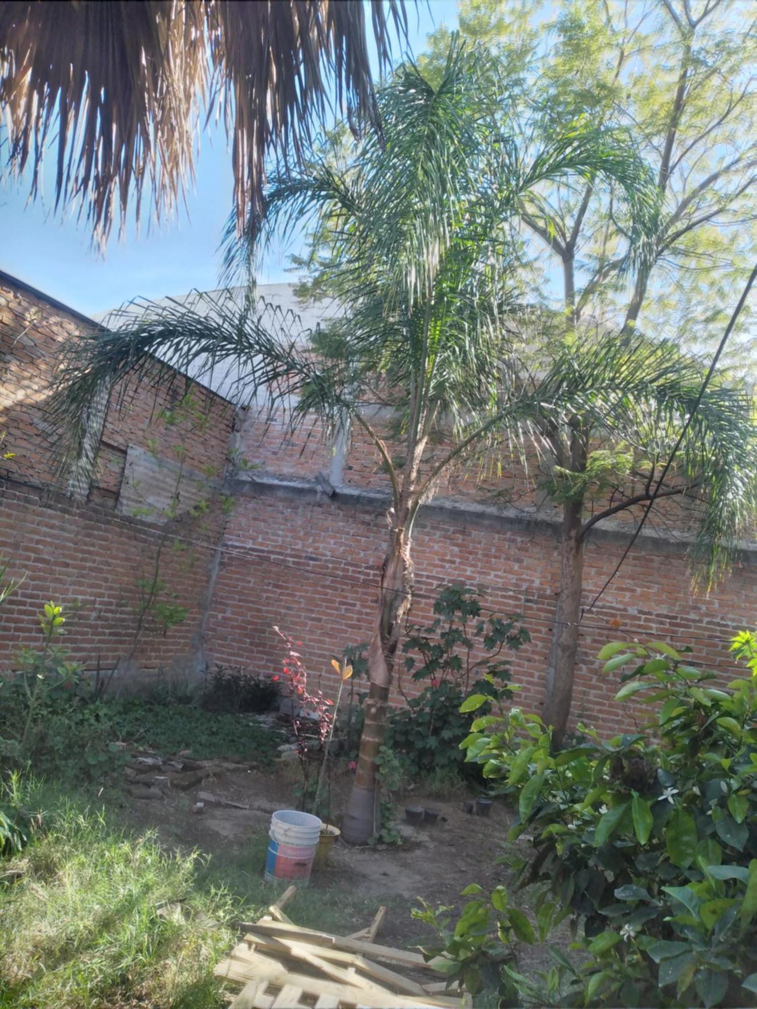 Hortencia Aguascalientes